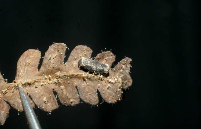 Fig. 17. Capullo de <i>Glyptapanteles nealweberi</i> (Braconidae), en larva de <i>Nicetas</i> Poole20 (Erebidae). Voucher: 08-SRNP-30364-DHJ462286.