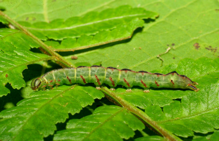 Fig. 12. Larva de <i>Nicetas</i> Poole20 (Erebidae), con patrones en su lado lateral característico en sus diferentes tonalidades de la especie, alimentándose  de planta hospedera <i>Cyathea multiflora</i> (Cyatheaceae). Voucher: 08-SRNP-30373-DHJ438453.