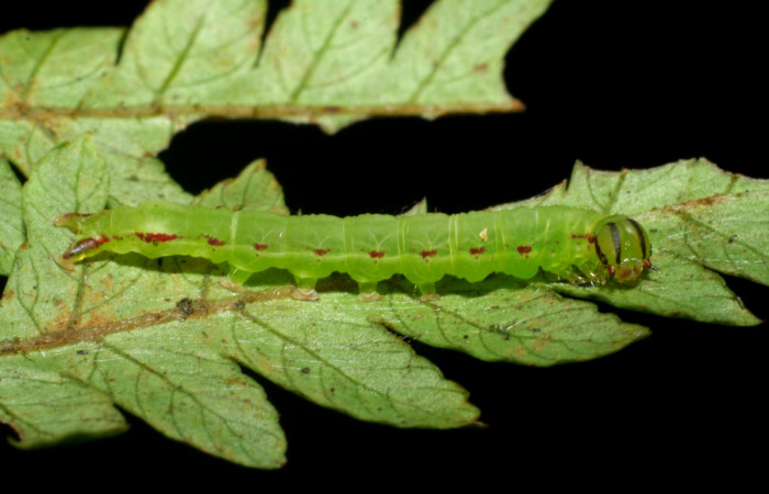 Fig. 10. Larva de <i>Nicetas</i> Poole20 (Erebidae), muesca que deja en hojas al alimentarse de planta hospedera <i>Lomariopsis vestita</i> (Lomariopsidaceae). Voucher: 08-SRNP-40184-DHJ441782.