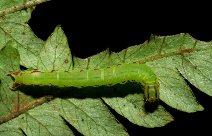 Fig. 9. Larva de <i>Nicetas</i> Poole20 (Erebidae), muesca que deja en hojas al alimentarse de planta hospedera <i>Lomariopsis vestita</i> (Lomariopsidaceae). Voucher: 08-SRNP-40184-DHJ441783.