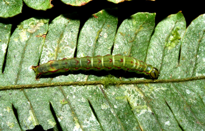 Fig. 5. Larva de <i>Nicetas</i> Poole20 (Erebidae), contrasta con el color de liquen que posee planta <i>Alsophila firma</i> (Cyatheaceae). Voucher: 10-SRNP-40566-DHJ472702.