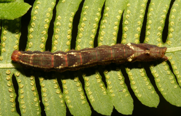 Fig. 6. Larva de <i>Nicetas</i> Poole20 (Erebidae), los puntos de su dorso contrasta con el color de los soros que posee planta <i>Thelypteris palustris</i> (Thelypteridaceae). Voucher: 10-SRNP-43658-DHJ478451.