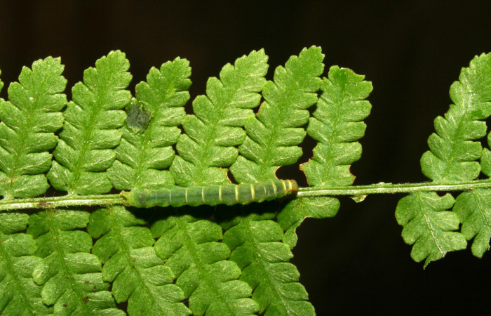 Fig. 2. Larva de <i>Nicetas</i> Poole20 (Erebidae), comiendo <i>Hypolepis repens</i> (Dennstaedtiaceae). Voucher: 11-SRNP-40590-DHJ482728.