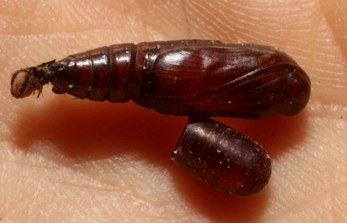 Fig. 19. Pupario de <i>Chrysoexorista</i> Janzen35 (Tachinidae), atacando pupa en <i>Nicetas</i> Poole20, (Erebidae). Voucher: 12-SRNP-87160-DHJ804401.