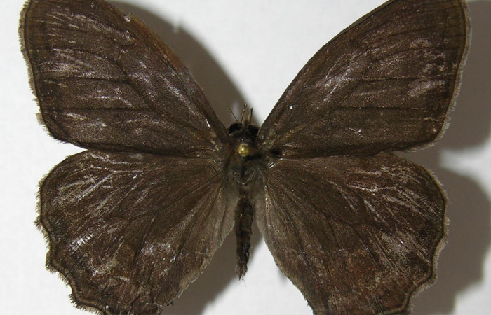 Figura 9. Adulto de <i>Magneuptychia libye</i> (Nymphalidae),  macho vista dorsal, localidad, Vado Miramonte, Sector Mundo Nuevo ACG (305m). Voucher 07-SRNP-56423-DHJ373938.jpg.