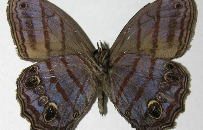 Figura 10. Adulto de <i>Magneuptychia libye</i> (Nymphalidae),  macho vista ventral, localidad, Vado Miramonte, Sector Mundo Nuevo ACG (305m). Voucher: 07-SRNP-56423-DHJ373939.jpg.