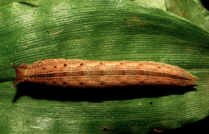 Figura 2. Larva <i>Magneuptychia libye</i> (Nymphalidae), en penúltimo estadío (PU) vista dorsal, localidad Loaciga, Sector Pitilla, ACG (445m). Voucher: 11-SRNP-32586-DHJ484250.jpg.