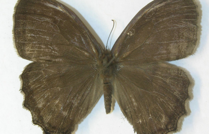 Figura 1. Adulto <i>Magneuptychia libye</i> (Nymphalidae), mostrando vista dorsal, localidad Loaciga, Sector Pitilla Voucher: 11-SRNP-32586-DHJ556058.jpg.