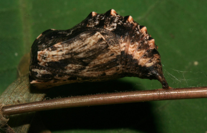 Figura 7. Pupa de <i>Magneuptychia libye</i> (Nymphalidae), vista lateral, localidad, Ingas, Sector Pitilla ACG (580m). Voucher: 11-SRNP-33360-DHJ485070.jpg.