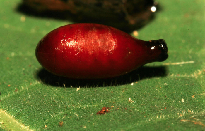 Figura 13. Pupario de parásito <i>Spathidexia atripalpus</i> (Tachinidae) que ataca <i>Magneuptychia libye</i> (Nymphalidae), localidad Amonias Sector Pitilla ACG (390m). Voucher:12-SRNP-30227-DHJ485171.jpg.