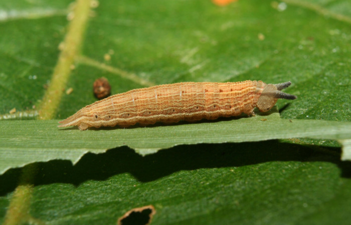 Figura 5. Larva <i>Magneuptychia libye</i> (Nymphalidae), en último estadío (U) vista lateral, localidad Calma, Sector Pitilla ACG (412m). Voucher: 12-SRNP-70213-DHJ494878.jpg.