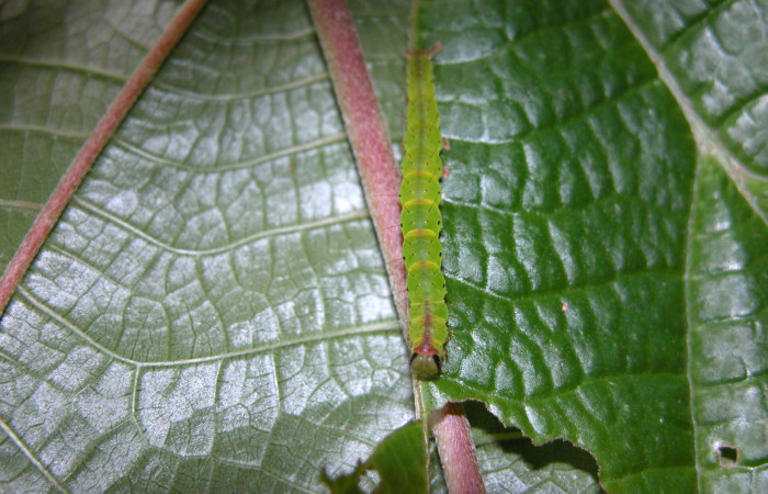 (Fig. 9. ) Larva <i>Hypena</i>, zarabenaDHJ01 en ultimo estadio encontrado en Sendero Juntas en Estación Biológica Caribe, mide 32 mm de largo
voucher 05-SRNP-42296-DHJ407633.jpg