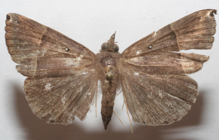 (Fig. 5.) Adulto <i>Hypena</i> zarabenaDHJ02, vista dorsal en alas abiertas miden 37 mm. Voucher 07-SRNP-108758- DHJ618722.jpg