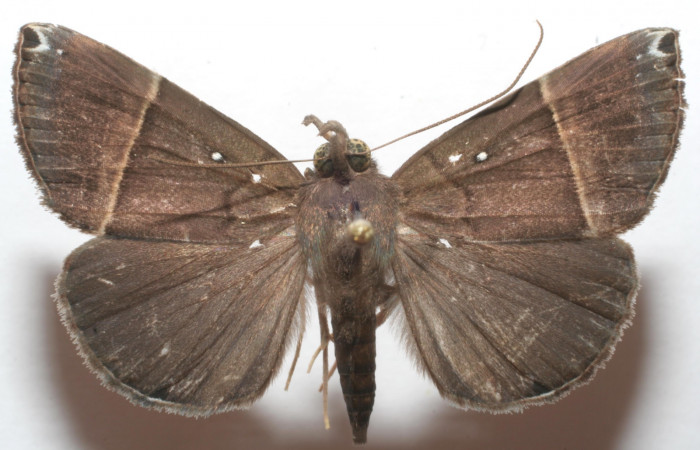 (Fig. 6. ) Adulto <i>Hypena</i> zarabenaDHJ02, vista dorsal en alas abiertas miden 35 mm. Voucher 07-SRNP-108759-DHJ618723.jpg.