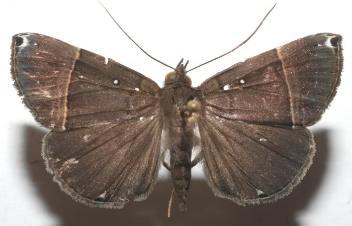 (Fig. 7.) Adulto <i>Hypena</i> zarabenaDHJ02. Vista dorsal mide en alas extendidas 45mm. Voucher 10-SRNP-112126-DHJ657001.jpg