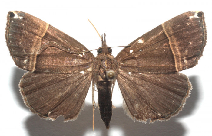 (Fig. 8.) Adulto <i>Hypena</i> zarabenaDHJ02. Vista dorsal mide en alas extendidas 34 mm. Voucher 13-SRNP-104106-DHJ676827.jpg