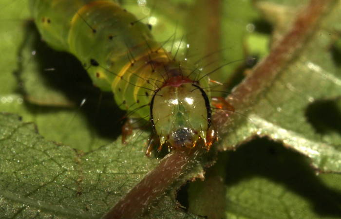 (Fig 2.) Larva <i>Hypena</i> zarabenaDHJ02,
( Erebidae), mostrando cara, último estadío 32 mm de largo. Estacion Biológica Pitilla. Voucher 13-SRNP-31553-DHJ701912.jpg.