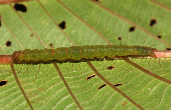 (Fig. 13) Larva <i>Hypena</i> zarabena, dorsal entero, último estadío 35 mm de largo. Voucher 17-SRNP-31876-DHJ739762.jpg.
