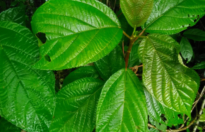(Fig. 4.) Planta <i>Myriocarpa longipes</i> familia Urticaceae, especie que mas prefiere larva <i>Hypena</i> zarabenaDHJ02, Estación Biológica Llanura. Foto, Cirilo Umaña D. 04/ 12/ 2021.