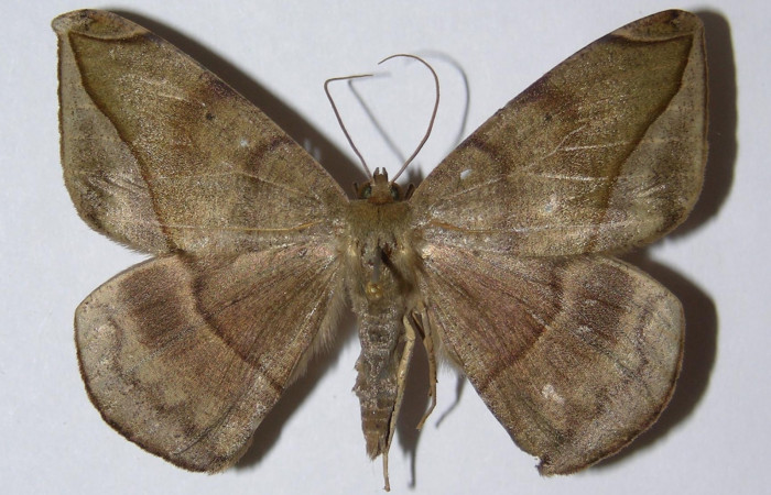Figura 10. Adulto de <i>Oxydia</i> sociataDHJ01 (Geometridae), posición dorsal, macho. (01-SRNP-10298-DHJ324830).