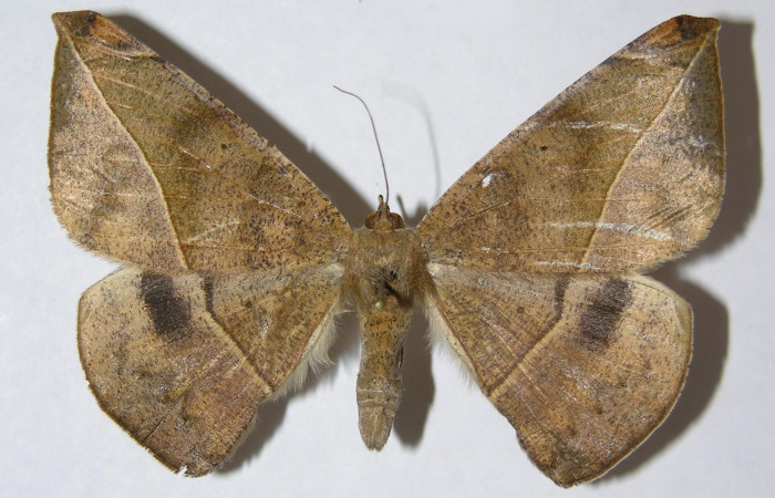 Figura 12. Adulto de <i>Oxydia</i> sociataDHJ01 (Geometridae), posición dorsal,  hembra. (05-SRNP-6461-DHJ330478).