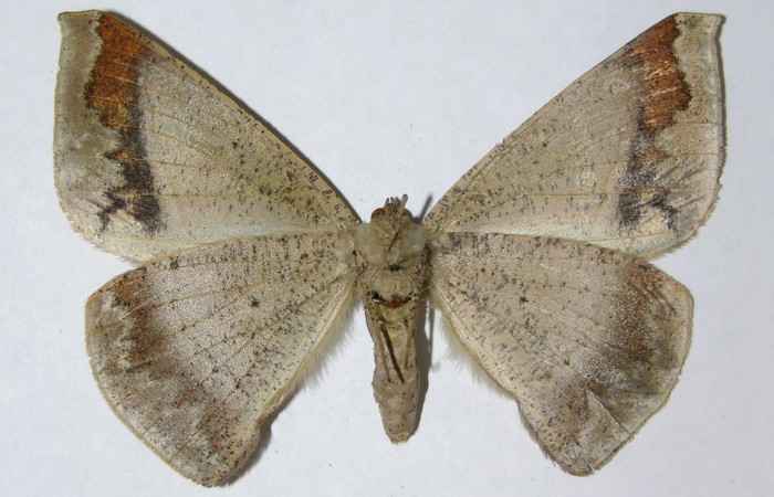 Figura 13. Adulto de <i>Oxydia</i> sociataDHJ01 (Geometridae), posición dorsal, hembra. (05-SRNP-6461-DHJ330479).