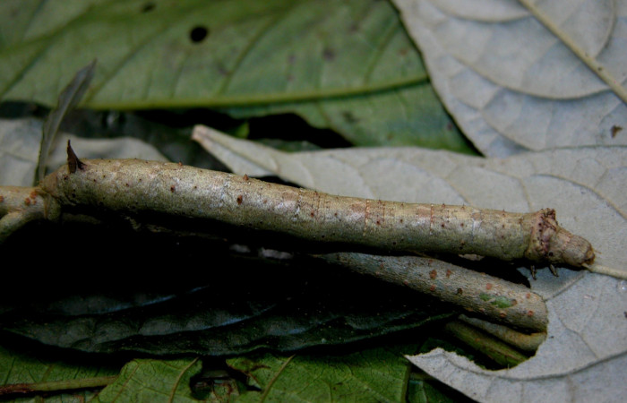 Figura 14.Dorsal entero <i>Oxydia</i> sociataDHJ01 (Geometridae). Sector Cacao, Sendero Nayo, (elevación 1090 metros). Colectada 14 agosto 2003. (03-SRNP-22237-DHJ401110.jpg).