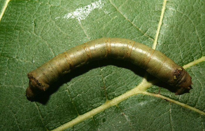 Figura 16.Dorsal entero <i>Oxydia</i> sociataDHJ03 (Geometridae). Sector Pitilla, Medrano, (elevación 380 metros). Colectada 1 julio 2012. (12-SRNP-71565-DHJ495584.jpg).