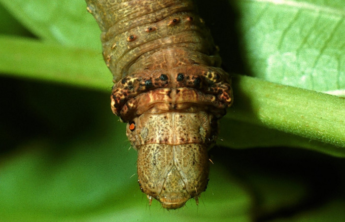Figura 17.Cabeza <i>Oxydia</i> sociataDHJ03 (Geometridae). Sector Del Oro, Camino Mangos, (elevación 480 metros). Colectada 29 julio 2003. (03-SRNP-18148-DHJ77002.jpg).
