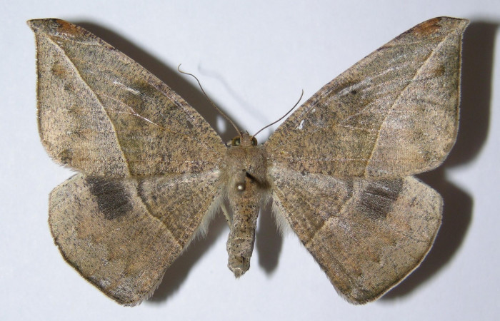 Figura 18. Adulto de <i>Oxydia</i> sociataDHJ01 (Geometridae), posición dorsal. hembra. (05-SRNP-46898-DHJ324820).
