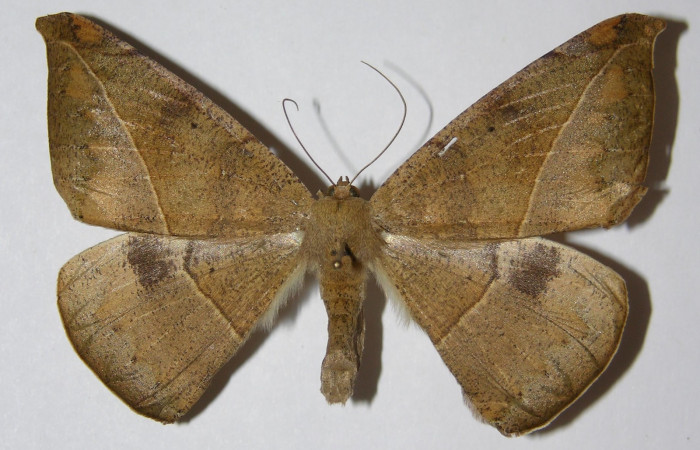 Figura 19. Adulto de <i>Oxydia</i> sociataDHJ03 (Geometridae), posición dorsal. hembra. (02-SRNP-19961-DHJ324836.