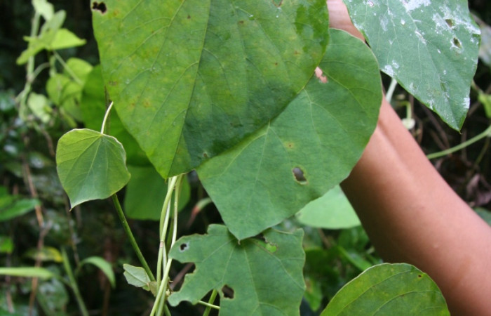 Figura 21. Planta hospedera de larva <i> Oxydia</i> sociata DHJ01 (Geometridae), <i> Cissampelos pareira</i>, (Menispermaceae). Foto Jorge Hernández. 28 octubre 2008.