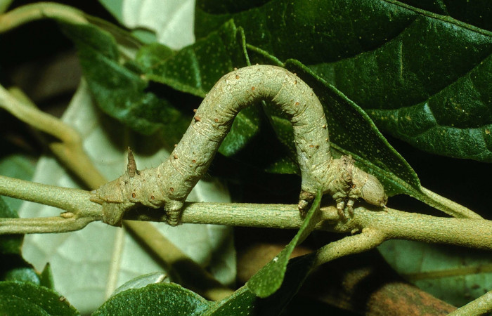 Figura 3.Lateral central <i>Oxydia</i> sociataDHJ01 (Geometridae). Sector Cacao, Sendero Nayo, (elevación 1090 metros). Colectada 14 agosto 2003. (03-SRNP-22237-DHJ77644.jpg).