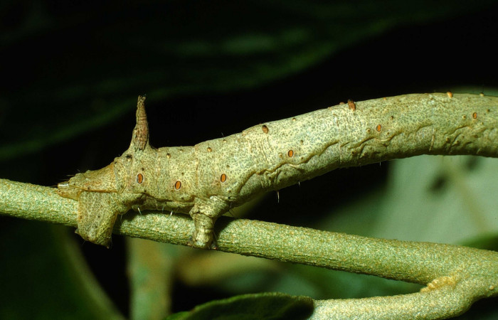 Figura 4.Parte posteriorl <i>Oxydia</i> sociataDHJ01 (Geometridae). Sector Cacao, Sendero Nayo, (elevación 1090 metros). Colectada 14 agosto 2003. (03-SRNP-22237-DHJ77642.jpg).