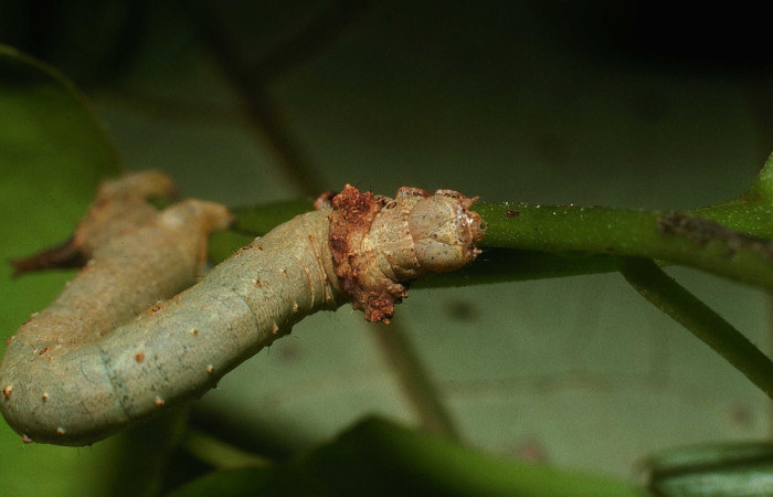 Figura 8.Cabeza <i>Oxydia</i> sociataDHJ01 (Geometridae). Sector Cacao, Estación Cacao, (elevación 1150 metros). Colectada 14 octubre 2003. (03-SRNP-23536-DHJ79089.jpg).
