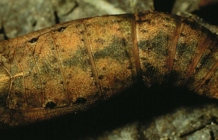 Figura 9. Pupa  <i>Oxydia</i> sociataDHJ01 (Geometridae). Sector Cacao, Estación Cacao, (elevación 1150 metros). 18 marzo 1998. (98-SRNP-2616-DHJ44299.jpg).
