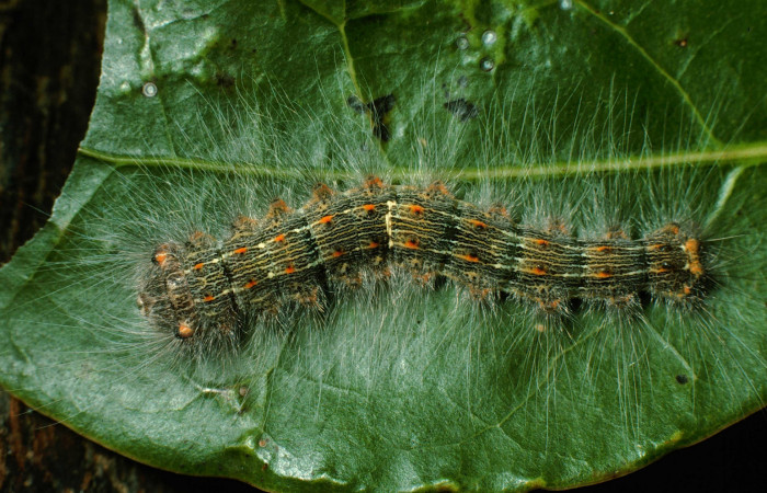 Figura 4. <i>Euglyphis phyllis</i> familia (Lasiocampidae); en posición dorsal, PU estadio. Voucher, 95-SRNP-7844-DHJ25188.