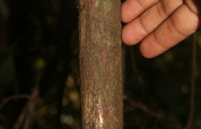 Figura 20.  de planta <i>Ocotea veraguensis</i> familia (Arecaceae). Foto Adrian Guadamuz, 9 de Diciembre 2021.