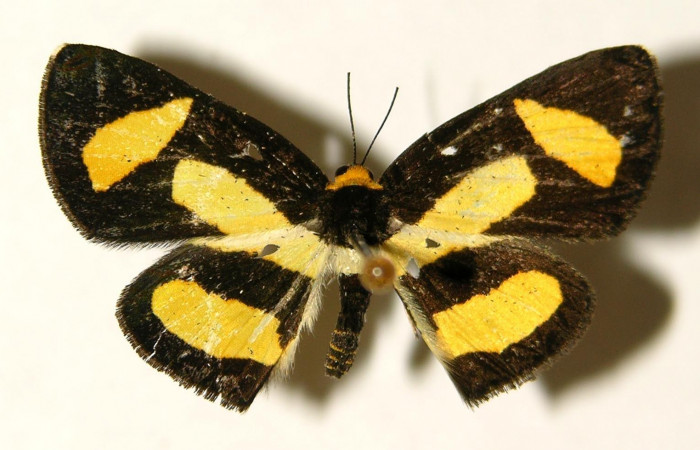 Figura 16. Adulto de<i>Symmachia tricolor</i>, (Riodinidae), posición vista dorsal (hembra). (02-SRNP-1421-DHJ91890.jpg).