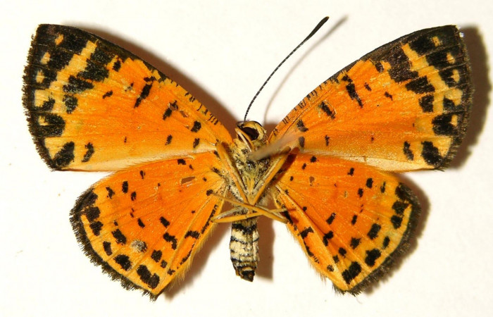 Figura 10. Adulto de <i>Symmachia xypete</i>, (Riodinidae), posición vista central (hembra). (03-SRNP-28063-DHJ91973.jpg).