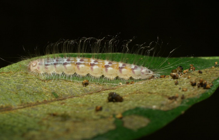 Figura 3. Larva en último estadio<i>Symmachia xypete</i>, (Riodinidae), alimentándose en <i>Myrcia splendens</i>, (Myrtaceae), posición lateral, Sector Pitilla, Pasmompa (elevación 375 metros). 9 Noviembre 2005. (05-SRNP-34673-DHJ24452.jpg).
