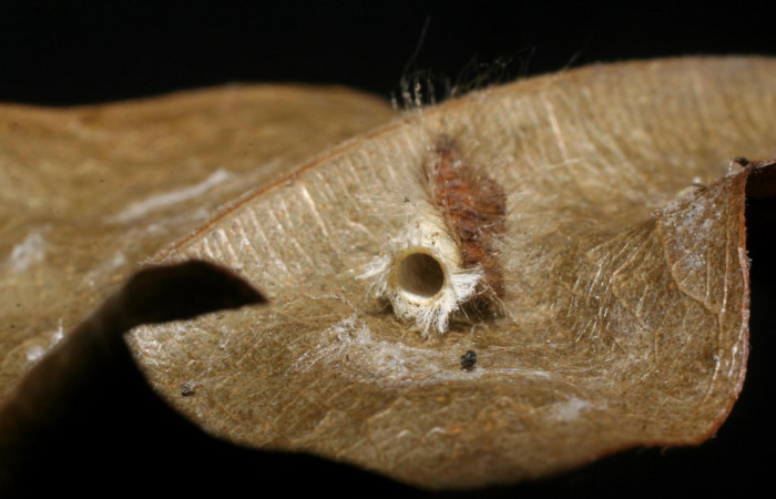 Figura 5. Parásito <i>Hypomicrogaster</i> Whitfield19, de la larva <i>Symmachia xypete</i>, (Riodinidae), Sector Pitilla, Loaciga, (elevación 445 metros). 15 Julio 2007. (07-SRNP-32784-DHJ448579.jpg)