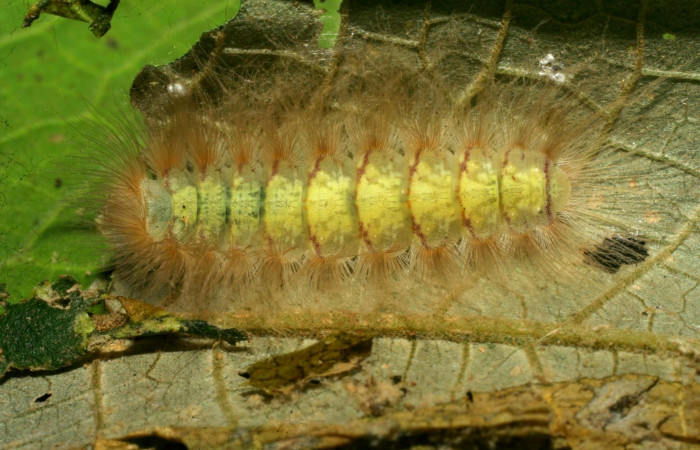 Figura 13. Larva en último estadio <i>Symmachia tricolor</i>, (Riodinidae), alimentándose en <i>Conostegia xalapensis</i>, (Melastomataceae), posición dorsal, Sector Pitilla, Cano (elevación 490 metros). 3 Abril 2008. (08-SRNP-70011-DHJ443167.jpg).