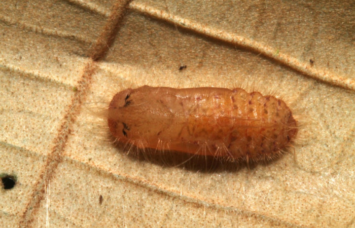 Figura 15. Pupa <i>Symmachia tricolor</i>, (Riodinidae), posición dorsal, Sector Rincón Rain Forest, Sendero venado, (elevación 420 metros). 4 setiembre 2012, (12-SRNP-44877-DHJ707434.jpg).