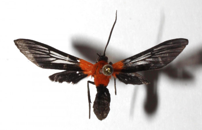 Figura. 10 Adulto <i>Saurita sanguinea</i> (Eribidae), posición vista dorsal. (17-SRNP-72429-DHJ934738).