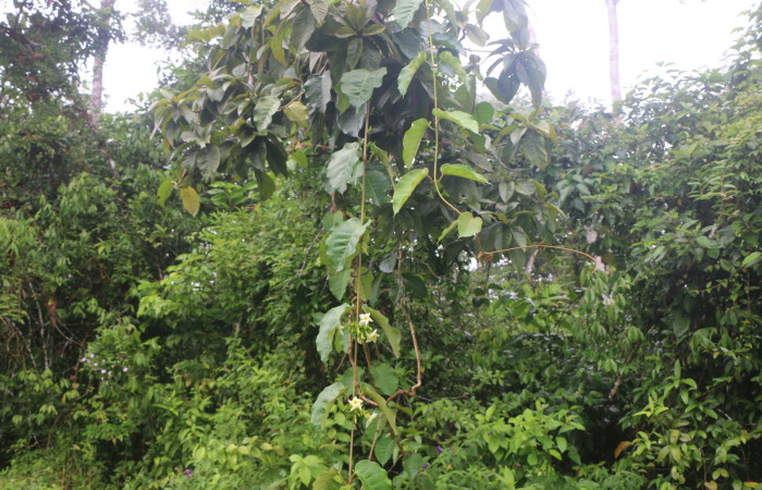 Figura. 1 Habitad <i>Macropharynx renteriae</i>, (Apocynaceae). Area de Conservación Guanacaste, Sector Rincón Rain Forest, Estación Leiva,  Selva, (elevación 410 metros). Foto. Jorge Hernández. Colectada 12 Diciembre 2021.
