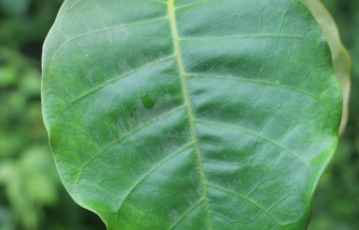 Figura. 3 Hojas haz <i>Macropharynx renteriae</i>, (Apocynaceae)). Area de Conservación Guanacaste, Sector Rincón Rain Forest, Estación Leiva,  Selva, (elevación 410 metros). Foto. Jorge Hernández. Colectada 15 Diciembre 2021.