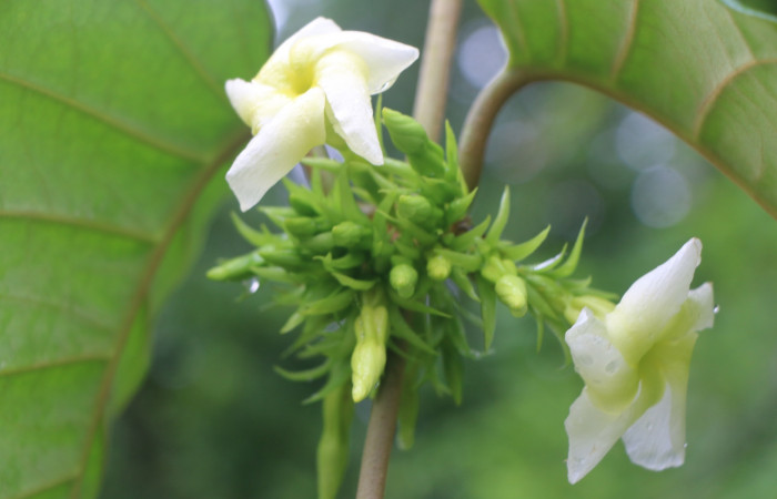 Figura. 7 Flores <i>Macropharynx renteriae</i>, (Apocynaceae). Area de Conservación Guanacaste, Sector Rincón Rain Forest, Estación Leiva,  Selva, (elevación 410 metros). Foto. Jorge Hernández. Colectada 15 Diciembre 2021.