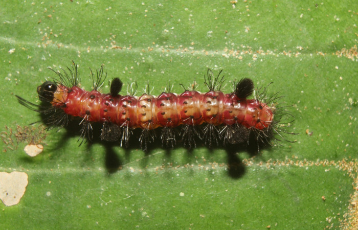 Figura. 9 Larva <i>Saurita sanguinea</i> (Eribidae), posición dorsal entero alimentándose en <i>Macropharynx renteriae</i>, (Apocynaceae). (17-SRNP-72429-DHJ738807.jpg).