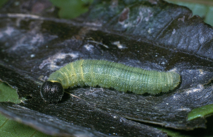 Fig. 10. Larva <i>Carrhenes canescens</i>, último estadio, en planta hospedera <i>Malvaviscus palmanus</i>. Voucher 04-SRNP-35258- DHJ82851.jpg